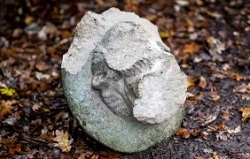 Site Image