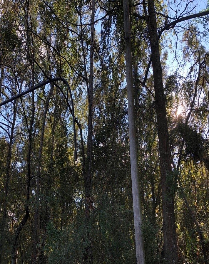 Site Image